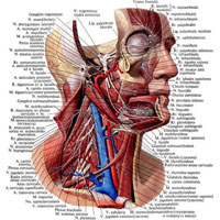 Рис. 976. Нервы головы и шеи; вид справа и несколько спереди. (Часть височной, клиновидной, лобной и скуловой костей, а также правая половина нижней челюсти удалены.)