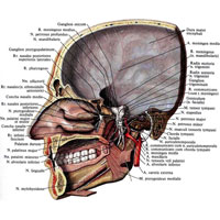 Рис. 979. Крылонебный узел, ganglion pterygopalatinum, и ушной узел, ganglion oticum, правые; вид изнутри. (Сагиттальный распил передних отделов черепа. Распилом по оси пирамиды височной кости удалены задние отделы черепа; в толще твердой оболочки головного мозга располагаются ее нервы и сосуды; часть слизистой оболочки боковой стенки полости носа удалена.)