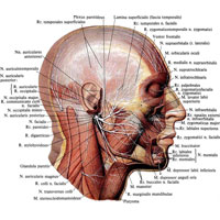 Рис. 983. Лицевой нерв, n. facialis, правый; вид справа. (Подкожная мышца шеи, мышца, опускающая нижнюю губу, и мышцы верхней губы частично удалены.)