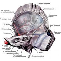 Рис. 986. Положение нервов во внутреннем слуховом проходе; вид изнутри. (Внутренняя стенка прохода частично удалена.)