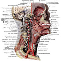 Рис. 988. Нервы головы и шеи; вид справа. (Позвоночный канал вскрыт; удалены задние отделы черепа и головного мозга, правая половина нижней челюсти, частично жевательные мышцы, общая сонная артерия.)
