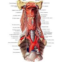 Рис. 991. Нервы шеи; вид спереди (препарат О. Стуловой). (Верхняя полая вена и легочная артерия удалены; на передней поверхности дуги аорты видна соединительная ветвь между обоими, правым и левым, блуждающими нервами.)