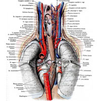 Рис. 992. Нервы шеи и груди; вид сзади. (Позвоночный столб и задние отделы ребер удалены; легкие оттянуты в стороны; грудная часть аорты, задняя стенка глотки и пристеночный листок плевры частично удалены.)