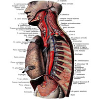 Рис. 993. Нервы и сплетения органов грудной полости; вид слева (препарат Р. Синельникова). (Пристеночный листок брюшины и внутригрудная фасция удалены; левое легкое отведено вправо.)