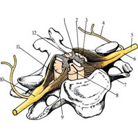 Рис. 995. Сегмент спинного мозга (полусхематично). 1 – columns posterior; 2 – columna lateralis; 3 – funiculus lateralis; 4 – r. dorsalis; 5 – r. ventralis; 6 – n. spinalis; 7 – columna anterior; 8 – funiculus anterior; 9 – radix ventralis; 10 – ganglion spinale; 11 – radix dorsalis; 12 – funiculus posterior.