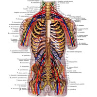 Рис. 996. Спинномозговые нервы, nn. spinales; вид спереди (схема).