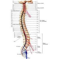Рис. 997. Проекция спинномозговых корешков и нервов на позвоночный столб (схема).