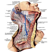 Рис. 999. Кожные нервы шейного сплетения, nn. cutanei plexus cervicalis, правого; вид справа. (Подкожная мышца шеи частично удалена.)