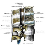 Рис. 221. Связки и суставы позвоночного столба, ligg. et articulationes columnae vertebral; вид справа. (Поясничный отдел. Позвоночный канал частично вскрыт.)