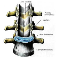 Рис. 223. Связки позвоночного столба, ligg. columnae vertebralis; вид спереди. (Поясничный отдел. Фронтальный распил, удалены тела I и II поясничных позвонков.)