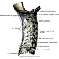 Рис. 226. Связки и суставы позвоночного столба, ligg. et articulationes columnae vertebralis; вид справа.