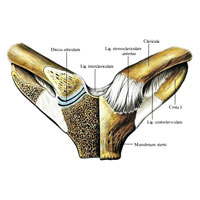 Рис. 240. Грудино-ключичные суставы, articulationes sternoclaviculares; вид спереди. (Правый грудино-ключичный сустав вскрыт, фронтальный распил.)