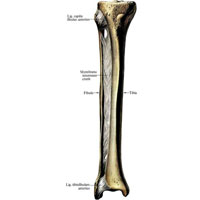 Рис. 275. Межберцовый сустав, articulatio tibiofibularis; межкостная перепонка голени, membrana interossea cruris, и межберцовый синдесмоз, syndesmosis tibiofibularis, правые; вид спереди.