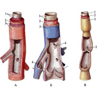 Рис. 695. Строение стенки артерии (А), вены (Б) и лимфатического осуда В (схема). 1 — внутрення облочка, tunica intima; 2 — средняя оболочка, tunica media; 3 — наружная оболочка, tunica externa; 4 — венозный клапан, valvula venosa; 5 — лимфатический клапан, valvula lymphatica.