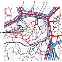 Рис. 696. Микроциркуляторное русло париетальной плевры. 1 — артерия; 2 — вена; 3 — артериола; 4 — венула; 5 — сеть кровеносных капилляров. 