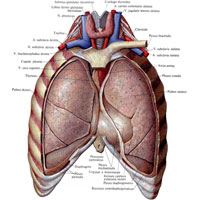 Рис. 698. Положение органов в грудной полости; вид спереди. (Передняя стенка грудной полости и соответствующие отделы париетальной плевры удалены.)