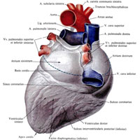 Рис. 702. Сердце, cor. [Диафрагмальная (нижняя) поверхность.) (Перикард дален у места перехода его в эпикард.)