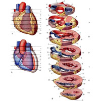 Рис. 703. Поперечные срезы сердца на разных уровнях (I— VII). А, Б — уровни срезов, вид спереди. В — поперечные срезы. 1 — truncus pulmonalis; 2 — aorta; 3 — a. coronaria dextra; 4 — a. coronaria sinistra; 5 — atrium sinistrum; 6 — v. pulmonalis sinistra superior; 7 — valva atrioventricularis sinistra; 8 — ventriculus sinister; 9 — apex cordis; 10 — septum interventriculare (pars muscularis); 11 — ventriculus dexter; 12 — valva atrioventricularis dextra; 13 — v. cava inferior; 14 — v. cava superior; 15 — atrium dextrum; 16 — septum interatriale; 17 — v. pulmonalis dextra superior; 18 — conus arteriosus; 19 — valva aortae; 20 — facies sternocostalis (anterior); 21 — facies pulmonalis (lateralis); 22 — margo (facies) dexter; 23 — facies diaphragmatica (inferior).