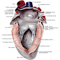 Рис. 707. Сердце, cor; вид слева. (Левое предсердие и левый желудочек вскрыты.)