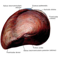 Рис. 711. Мышечный слой, myocardium, желудочков; вид со стороны верхушки сердца, apex cordis. (Эпикард удален.)