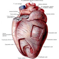 Рис. 712. Сердце, cor; вид слева. Расположение слоев миокарда.