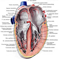 Рис. 715. Проводящая система сердца (полусхематично).