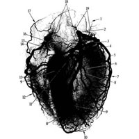 Рис. 718. Артерии сердца (рентгенограмма. Препарат Л. Ломакиной). 1 — левое предсердие; 2 — левая венечная артерия; 3 — огибающая ветвь; 4 — передняя ветвь к левому желудочку; 5 — ветвь к левой легочной поверхности; 6 — задняя ветвь к левому желудочку; 7 — левый желудочек; 8 — передняя межжелудочковая ветвь; 9 — задняя межжелудочковая ветвь; 10 — верхушка сердца; 11 — сосуды межжелудочковой перегородки; 12 — правый желудочек; 13 — ветвь к области правого края; 14 — ветвь к правому предсердию; 15 — передняя ветвь к правом желудочку; 16 — правая венечная артерия; 17 — правое предсердие; 18 — сосуды артериального конуса; 19 — сосуды левого предсердия.