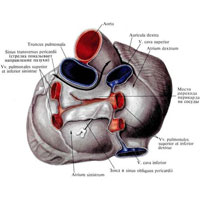 Рис. 723. Сердце, cor; вид со стороны основания сердца.