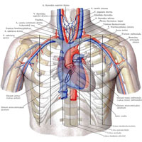 Рис. 724. Проекция сердца, его клапанов и крупных сосудов на переднюю стенку грудной клетки (полусхематично). (Перикард удален в месте перехода его в эпикард.)