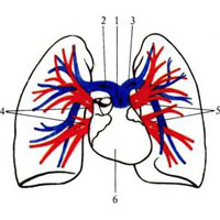 Рис. 727. Сосуды малого круга кровообращения (схема). 1 — truncus pulmonalis; 2 — a. pulmonalis dextra; 3 — a. pulmonalis sinistra; 4 — vv. pulmonales dextrae; 5 — vv. pulmonales sinistrae; 6 — cor.