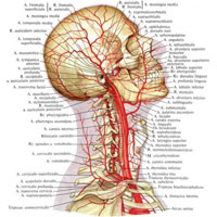 Рис. 738. Артерии головы и шеи; вид справа (полусхематично).