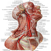Рис. 740. Артерии шеи, головы и пояса верхней конечности. (Мышцы шеи частично удалены; отношение подъязычного блуждающего и диафрагмального нервов к артериям.)