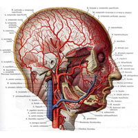 Рис. 741. Артерии головы; вид справа. (Скуловая кость, часть нижней челюсти и ушная раковина удалены.)