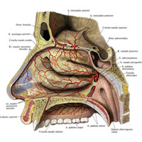 Рис. 742. Артерии стенок полости носа. (Правая латеральная стенка полости носа со стороны внутренней поверхности.)