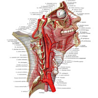 Рис. 743. Артерии головы и шеи; вид справа. (Нижняя и верхняя челюсти и основание черепа удалены сагиттальным распилом.)
