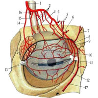 Рис. 746. Ветви глазной артерии, правой (полусхематично). 1 — a. ophthalmica; 2 — аа. musculares; 3 — а. ciliaris longa; 4 — a. ethmoidalis posterior; 5 — a. supraorbitalis; 6 — a. ethmoidalis anterior; 7 — a. supratrochlearis; 8 — a. dorsalis nasi; 9 — aa. palpebrales mediales; 10 — aa. episclerales; 11 — arcus palpebralis superior; 12 — arcus palpebralis inferior; 13 — aa. palpebrales laterales; 14 — a. lacrimalis; 15 — a. ciliaris posterioris brevis; 16 — a. centralis retinae; 17 — a. angularis.
