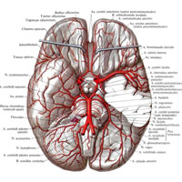 Рис. 747. Артерии головного мозга, aa. cerebri; вид снизу. (Левое полушарие мозжечка и часть левой височной доли удалены).