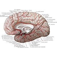 Рис. 748. Артерии головного мозга, аа. cerebri; правое полушарие, медиальная поверхность.