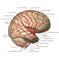 Рис. 749. Артерии головного мозга, аа. cerebri, правое полушарие, верхнелатеральная поверхность. (Височная доля оттянута; удалены участки лобной и теменной долей.)