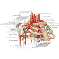 Рис. 752. Подключичная артерия, a. subclavia, и подмышечная артерия, a. axillaris, и их ветви, правые (полусхематично).