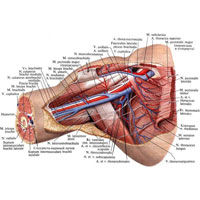 Рис. 754. Нервы, артерии и вены подмышечной полости, правой. (Внутренняя поверхность.) (Кожа, подкожная клетчатка, фасция, лимфатические узлы и сосуды удалены; большая грудная мышца перерезана и частично удалена.)