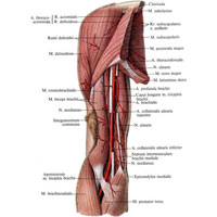 Рис. 755. Артерия и нервы плеча, правого. (Передневнутренняя поверхность.) (Участки срединного и локтевого нервов удалены.)