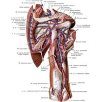 Рис. 756. Артерии и вены пояса верхней конечности и плеча, правого. (Задняя поверхность.) (Над- и подостные, большая круглая мышцы и латеральная головка трехглавой мышцы плеча частично удалены.)