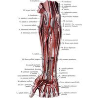 Рис. 758. Артерии предплечья и кисти правой верхней конечности. (Ладонная поверхность.) (Поверхностные и частично глубокие мышцы предплечья удалены.)