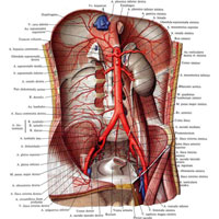 Рис. 767. Брюшная часть аорты, pars abdominalis aortae; вид спереди. (Желудок, тонкая и толстая кишка, печень, поджелудочная железа и правая почка с мочеточником, а также париетальная брюшина и внутрибрюшная фасция, нижняя полая вена и ее ветви удалены.)