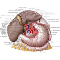 Рис. 768. Артерии органов брюшной полости; вид спереди. (Печень отведена кверху, малый сальник удален.)