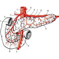 Рис. 770. Кровоснабжение поджелудочной железы (полусхематично).