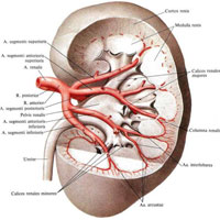 Рис. 776. Почечная артерия, а. renalis, левая, и ее ветви. ( Часть паренхимы почки удалена; инъецированные сосуды отпрепарированы.)