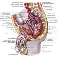 Рис. 780. Артерии и вены органов полости таза мужчины; вид слева. (Сагиттальный распил влево от срединной плоскости; брюшина удалена, прямая кишка немного оттянута влево.)