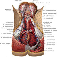 Рис. 783. Артерии и вены промежности мужчины; вид снизу. (Большая ягодичная мышца слева частично удалена; мошонка оттянута.)